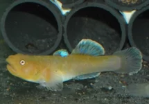 CHLAMYDOGOBIUS EREMIUS GOLD M