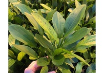 Echinodorus granat in pot (p5)