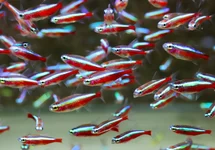 CARDINAL TETRA BRAZIL