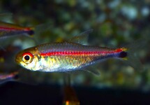 TETRA RUBROSTRIATUS