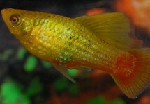 PLATY VARIATUS HIGHFIN GREEN