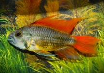 COCKATOO DWARF CICHLID ORANGE ONLY MALE