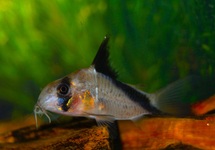 CORYDORAS (HOPLISOMA) MELINI S/M