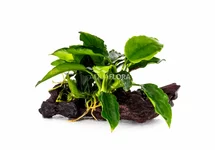 Planten op hout
