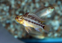 CICHLIDÉ NAIN HOIGNEI