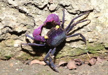 CRABE VAMPIRE DENNERLE