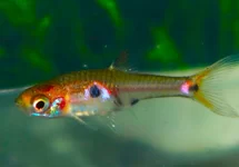 DWERGRASBORA NAEVUS