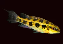 DICROSSUS FILAMENTOSUS ONLY MALE