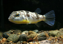 POISSON BALLON PATOCA