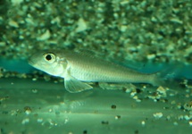 TANGANYIKA CICHLID BATHYPHILUS