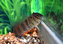 COMBTOOTH BLENNY ZEBRA