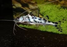 PICTUS CATFISH
