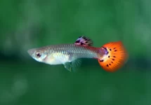 POEC. RET. SNAKESKIN RED FEMALE M