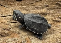 TORTUE MUSQUÉE