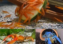 Crevette Crabe & Écrevisse