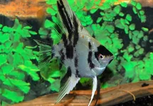 P. SCALARE KOI M