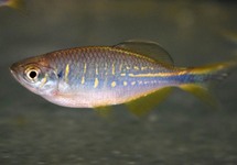 BÄRBLING DEVARIO