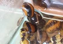 GEWEIHSCHNECKE DREIFARBIG