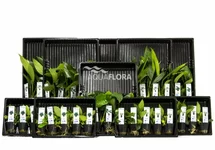 ASS. 3: 5x10 (50) Anubias - AS