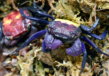 VAMPIRE CRAB TWO-COLORED