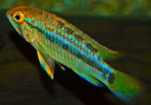 ORTEGAI DWARF CICHLID