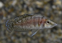CICHLIDE COMPRESSICEPS SUMBU SHELL