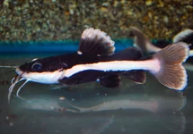 REDTAIL CATFISH