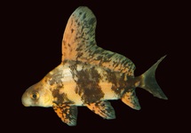 Andere Karpfenfischen