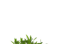 Heteranthera zosterifolia in pot (p5)