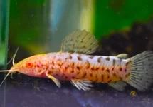 GEVLEKTE PANTSERMEERVAL ALBINO
