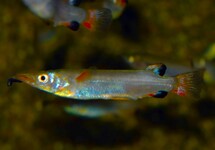 CELEBES HALFBEAK