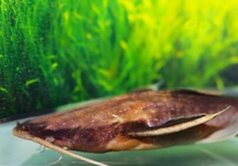 BRATPFANNENWELS LEPTURUS