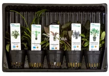 MIX 5 Cryptocoryne - AS