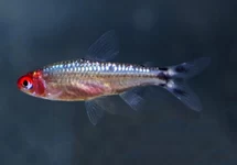 ROODKOPZALM DIAMANT