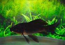 GOLDFISH COMET BLACK