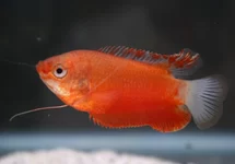 TRICHOGASTER LABIOSA RED S/M