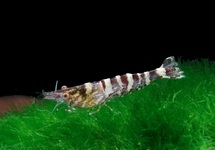 NINJA SHRIMP