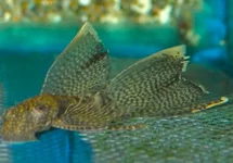 ANCISTRUS LONG FIN