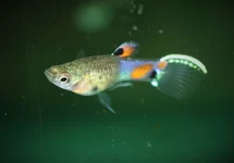 Endler Gup