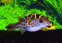 GREEN PUFFER