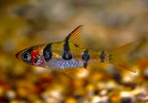 DESMOPUNTIUS RHOMBOOCELLATUS M