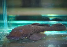 L034 ANCISTRUS RANUNCULUS  L