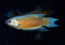 PARADIJSVIS BLAUWVIN ROOD