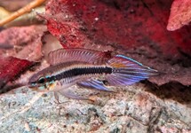 DWARF CICHLID CANDIDI