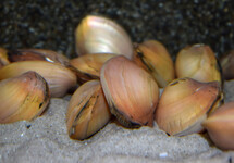GOUDEN MOSSEL