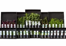 ASS. 1: 10x5 (50) pots code couleur vert - AS