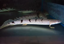 Poisson prédateur
