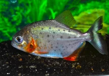 ROODBUIK PIRANHA