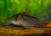 PANTSERMEERVAL ELEGANS