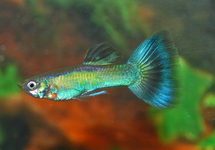 GUPPY CORAL REDTAIL  FRAU